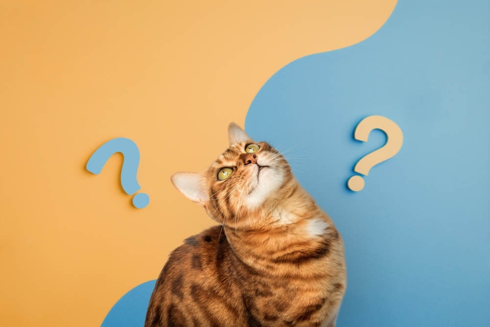 A curious cat is pondering a decision about Medicare Supplement coverage.