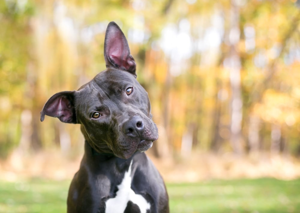 pit bull terrier mixed breed dog grey gray outdoors listening head tilt intent listen im listening i hear you paying attention